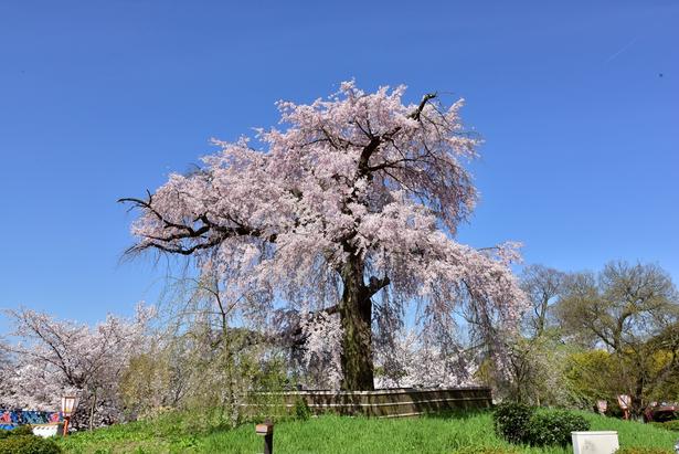 春にはしだれ桜の優美な姿がひと際目を引く 画像提供:(公財)京都市都市緑化協会