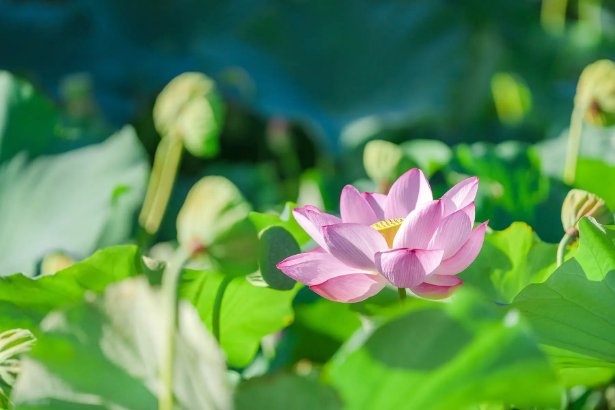 【写真】夏の朝にだけ見られる東寺の蓮の花