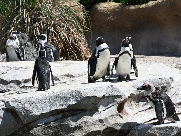 ケープペンギンは、アフリカ南部の沿岸部に生息するペンギン