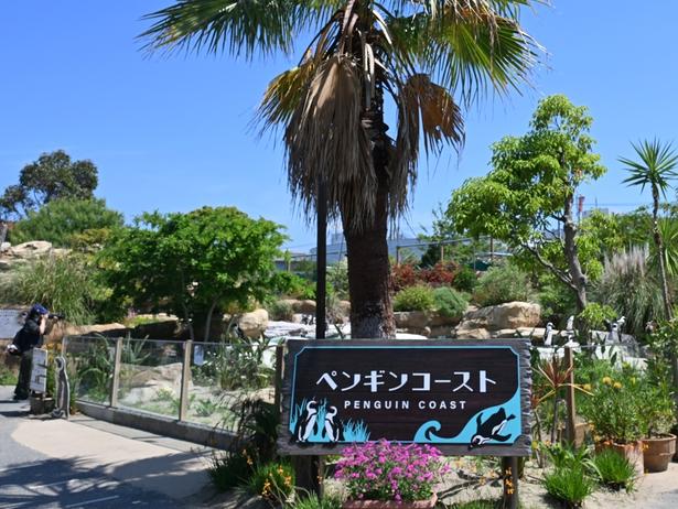 ペンギンコースト。柵が低いうえ、アクリル板なので水中での様子も見られる