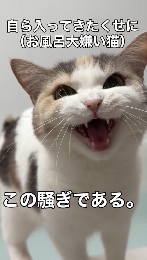実はお風呂が苦手▶浴室で大騒ぎ…（⇒次へ）