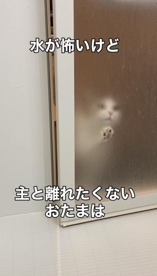 小さな影がうっすら▶扉を少し開けると…（⇒次へ）