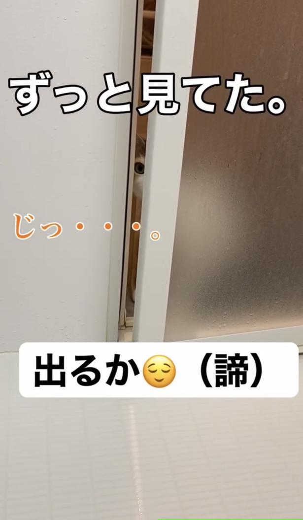 隙間からじっと見てる▶警戒心強め！？（⇒次へ）