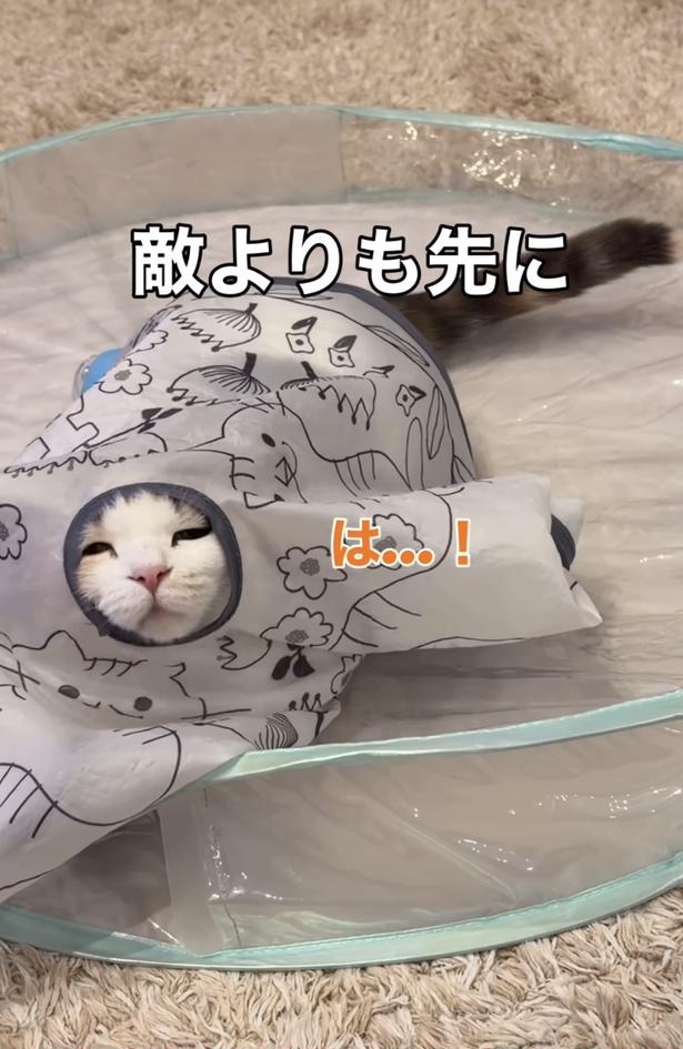 そんな場所まで来る！？飼い主が好きすぎる猫のまさかの行動に2.1万