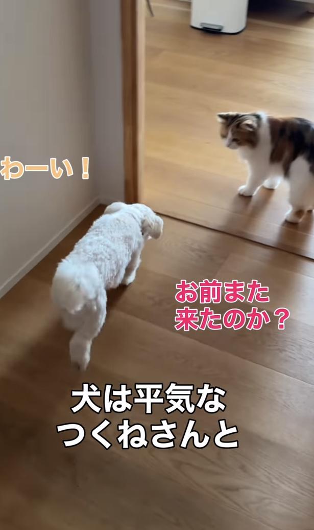 姉猫「つくねちゃん」は平気なよう▶対して…（⇒次へ）
