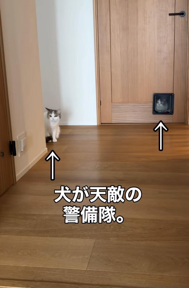 びびる兄妹「こたくん」と「しらたまちゃん」▶ワンちゃんに威嚇する兄…（⇒次へ）