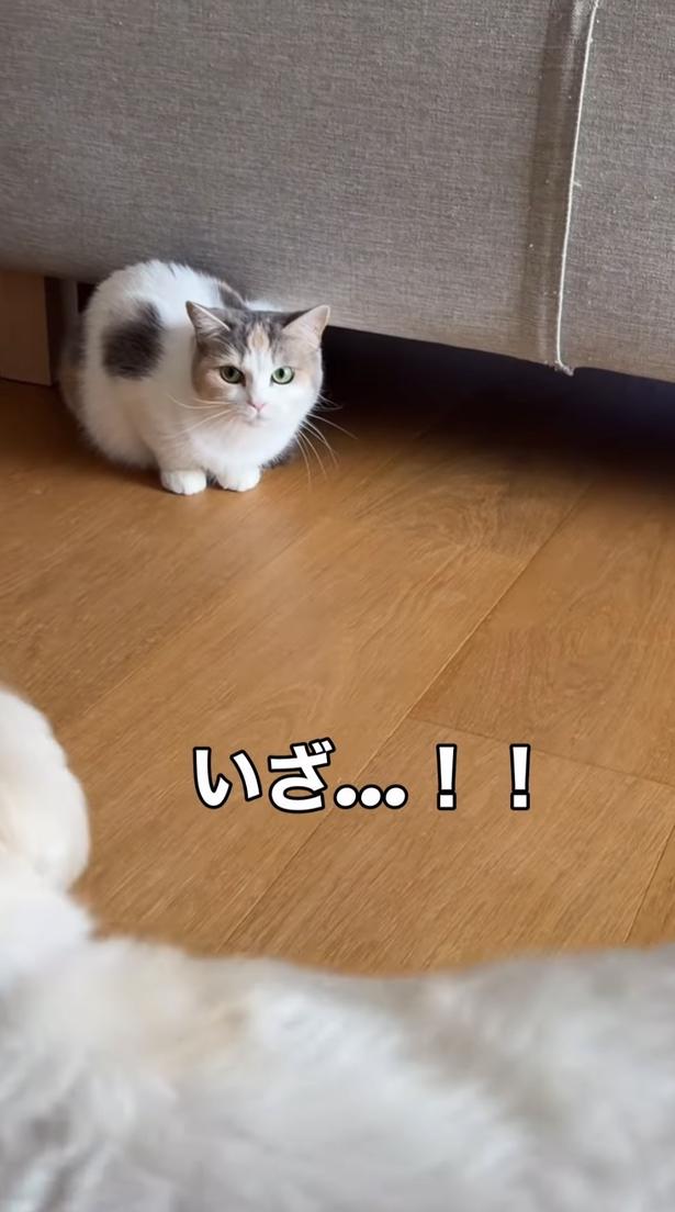 ワンちゃんVSしらたまちゃん！？▶しらたまちゃんが威嚇するも…（⇒次へ）