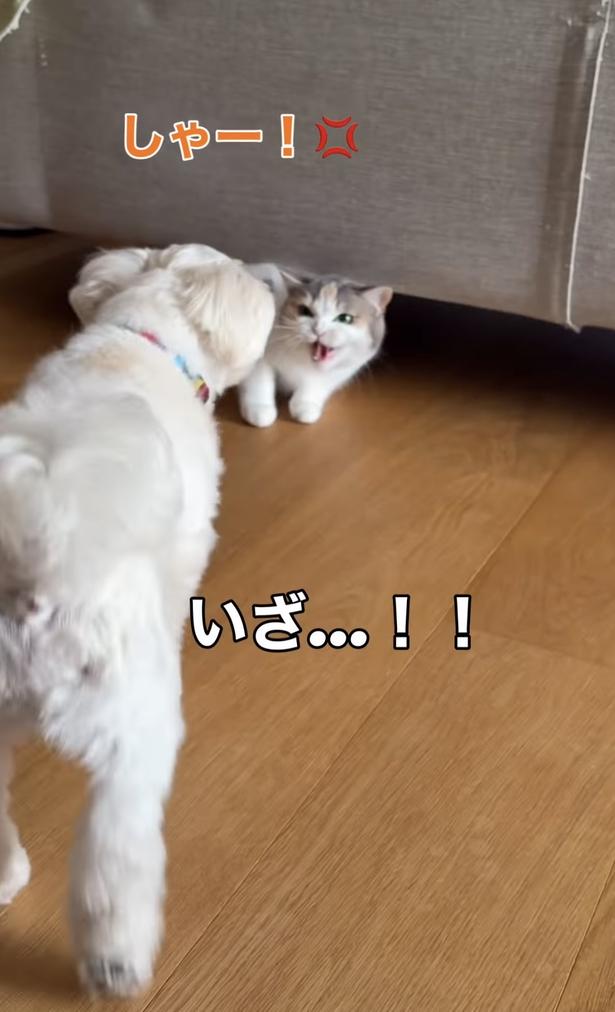 ずんずん迫るワンちゃん▶しらたまちゃんは…（⇒次へ）