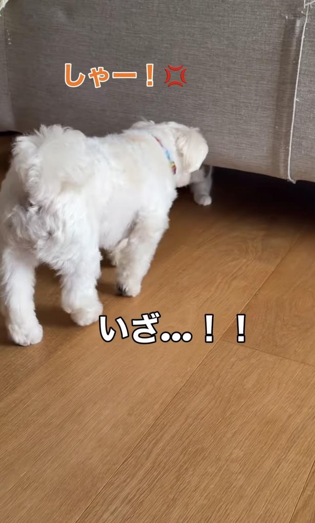後ずさり▶ついに…（⇒次へ）