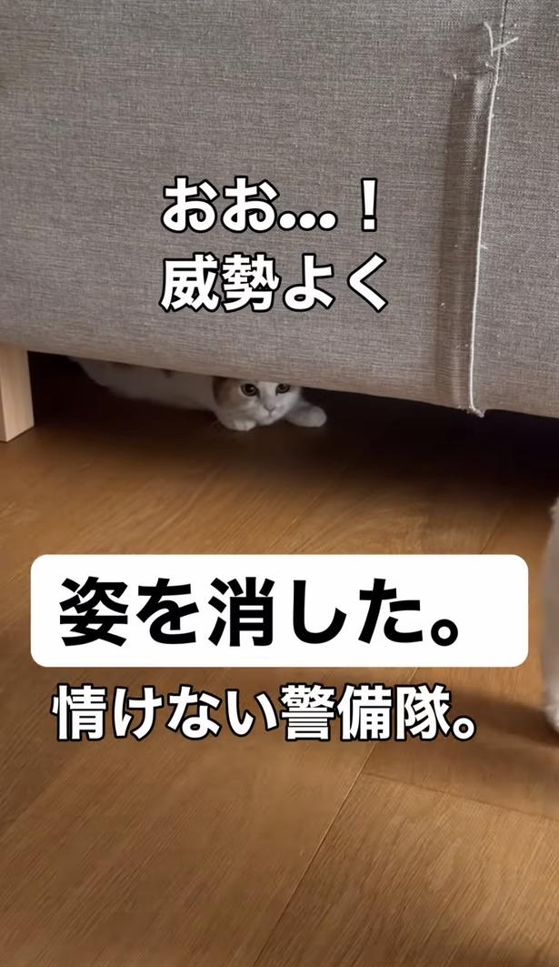 ソファの下に消えた▶（次画像から猫がいると毎日楽しい！ 「猫あるある」が満載の『レオとシロウのドタバタ猫日記6』が読めます）