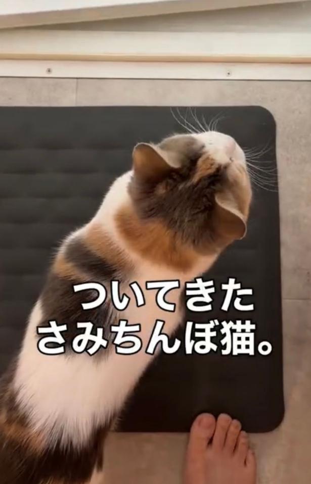  浴室までついてくる（⇒次へ）