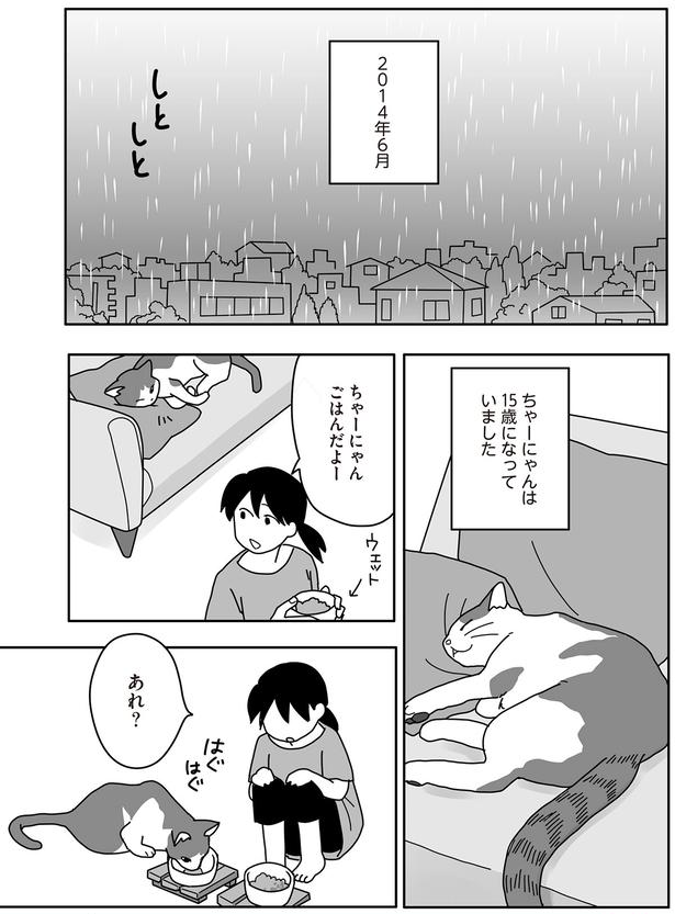 ちゃーにゃんは15歳になっていました （C）ねこゆうこ／KADOKAWA