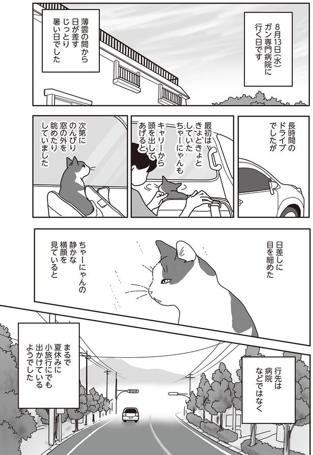  ちゃーにゃんの静かな横顔を見ていると （C）ねこゆうこ／KADOKAWA