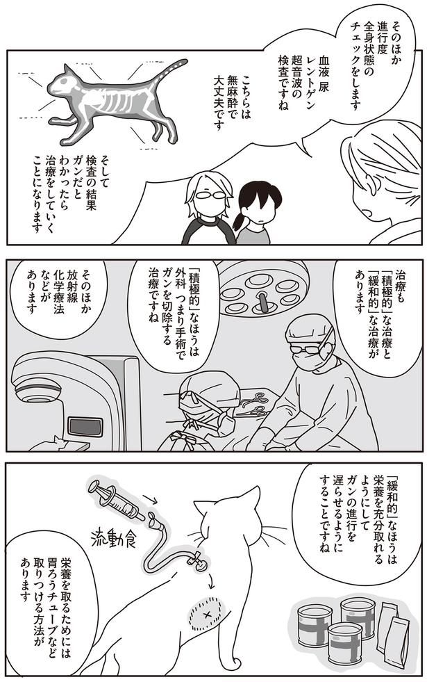 治療も「積極的」な治療と「緩和的」な治療があります （C）ねこゆうこ／KADOKAWA