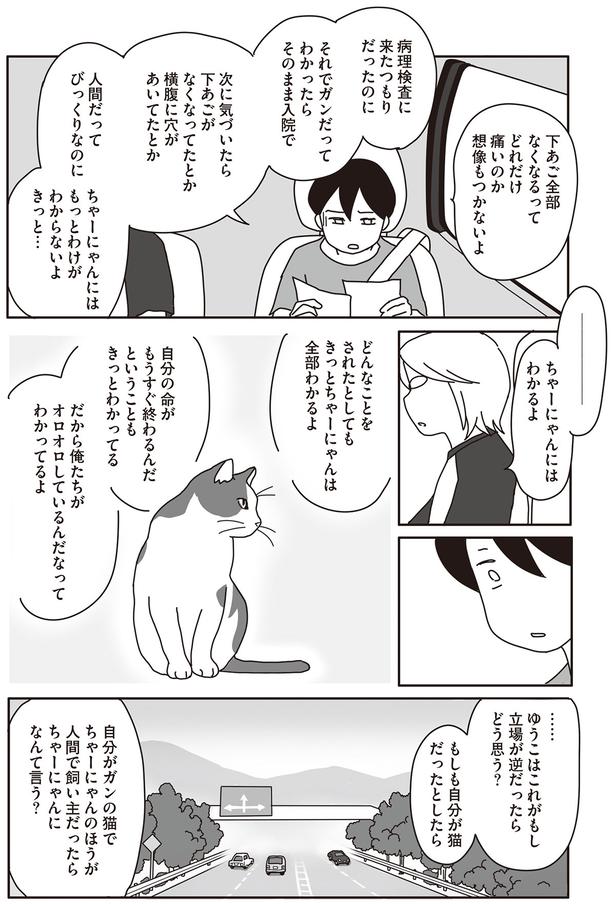 ちゃーにゃんにはわかるよ （C）ねこゆうこ／KADOKAWA