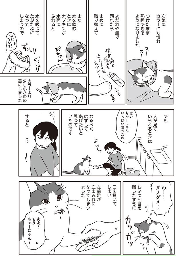 わー！ダメダメ！ （C）ねこゆうこ／KADOKAWA