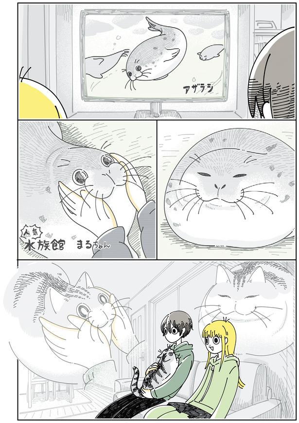 アザラシを見ていると