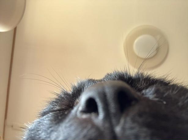 わさびくんの自慢のお鼻♡▶バレンタインのハート尻尾(⇒次へ) ほたりん☆黒猫戦隊の母@HotaponzuさんのXより
