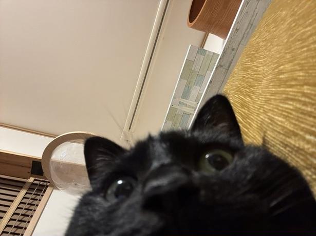 スマホの上に乗って寝ていたたまりちゃんでした▶飼い主のほたりんさんが座っていた場所が分かる写真(⇒次へ) ほたりん☆黒猫戦隊の母@HotaponzuさんのXより