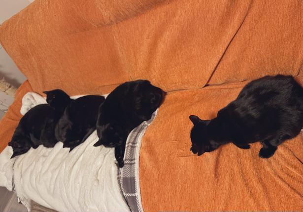 一列に並ぶ猫ちゃんたち▶ちょうど一人分あいています(⇒次へ) ほたりん☆黒猫戦隊の母@HotaponzuさんのXより