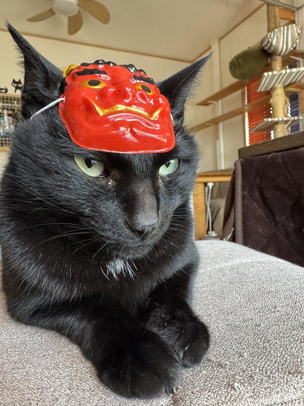 凛々しい表情ですね!▶横になったほたりんさんの隣で…(⇒次へ) ほたりん☆黒猫戦隊の母@HotaponzuさんのXより