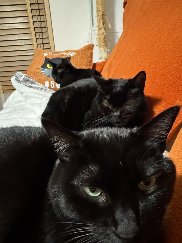 先客がたくさん座っていました▶足が狙われてる…?(⇒次へ) ほたりん☆黒猫戦隊の母@HotaponzuさんのXより