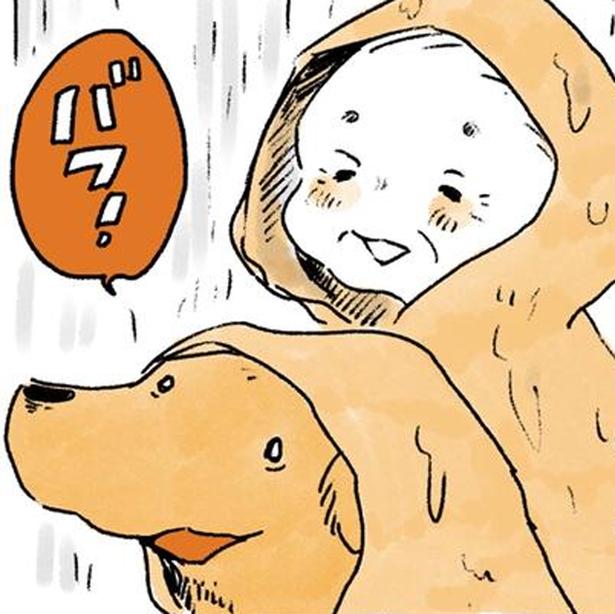 雨の日のおばあちゃんとレトリバー
