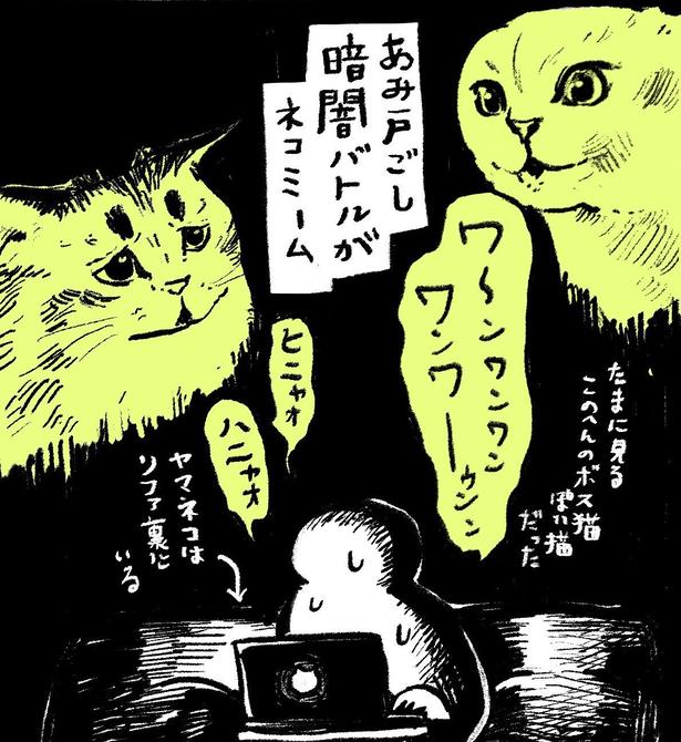 暗闇のなか網戸越しにボス猫とバトルするサイベリアンのヤマネコ