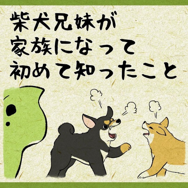 柴犬姉弟が家族になって、その人間っぽさを初めて知った！
