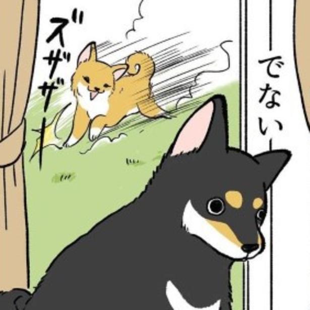 兄犬は散歩に出たがらないインドア派。