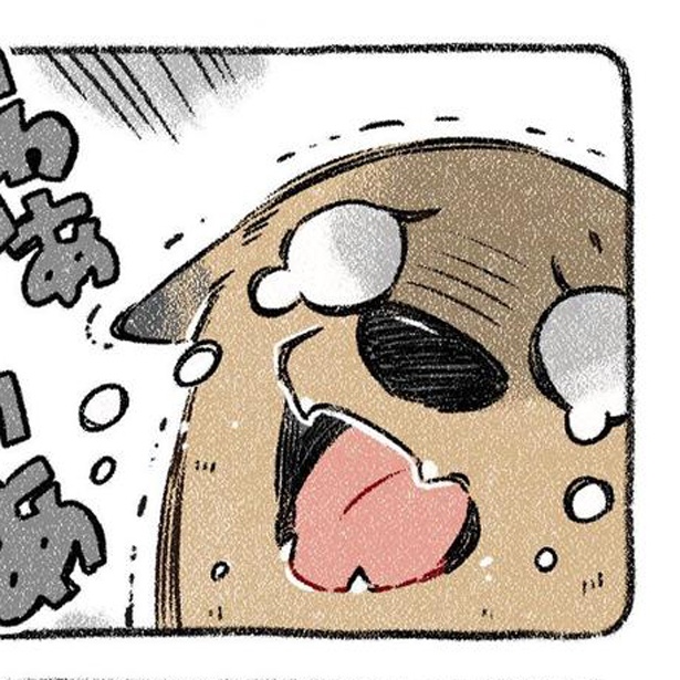 保護犬茶々のお話