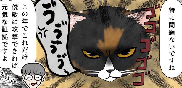 健康診断で終始威嚇しているマダム猫のリリー