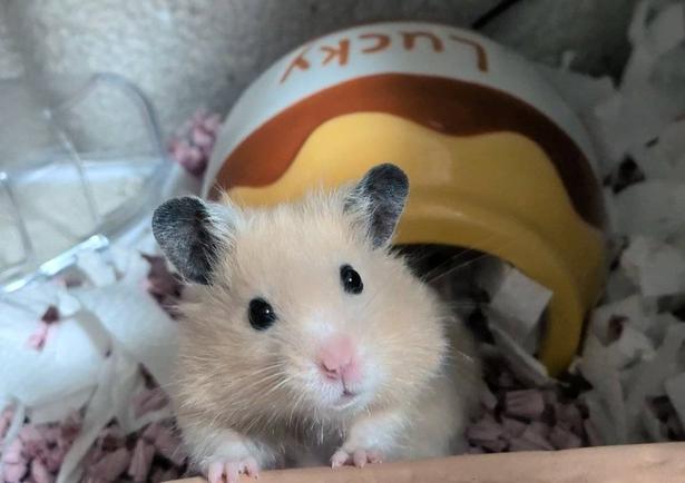 えびてんの写真