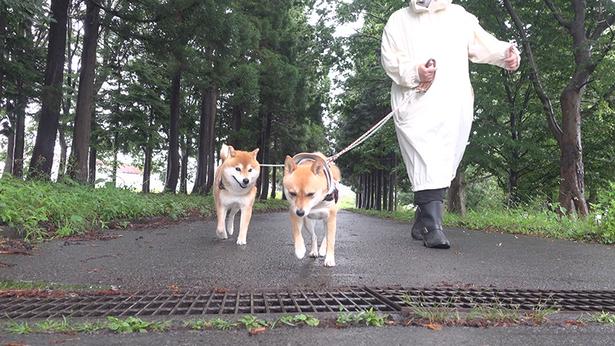 小雨のタイミングを狙って散歩へ！