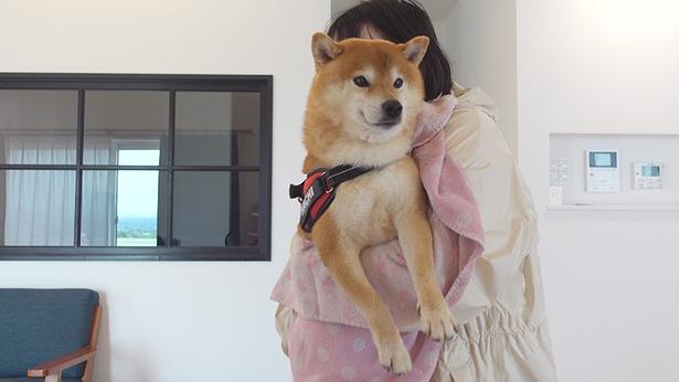 あまり長めの散歩はできず、帰宅