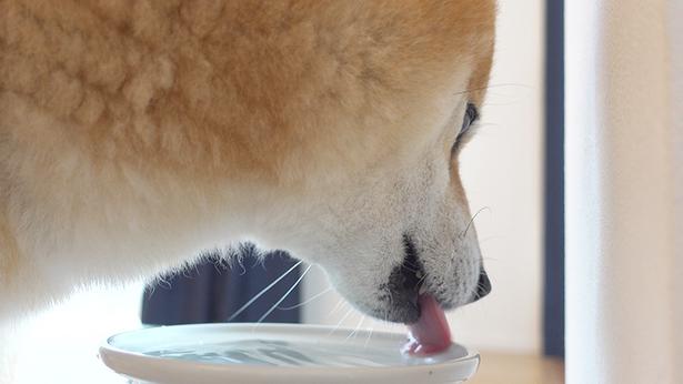 散歩のあとは水分補給も忘れずに！