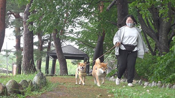 軽快な足取りのはちくんと、妹柴のいちご