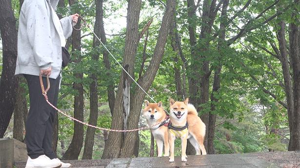 犬のような鳴き声が聞こえたので、パパさんが先に行き、はちくんたちは待機