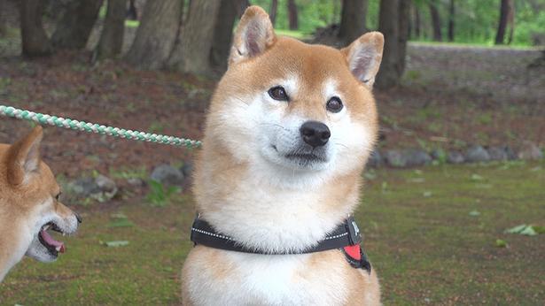 柴犬はちくん、なんとお散歩中に猿の群れに遭遇！