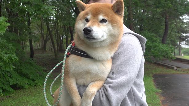 「野生の猿がいたから引き返そう！」と言われるも、状況がよくわからないはちくん