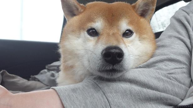 散歩が中断されて、ちょっぴり不満げ
