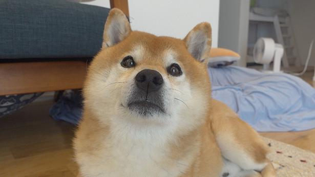 今度は晴れてる日にたくさん散歩しようね