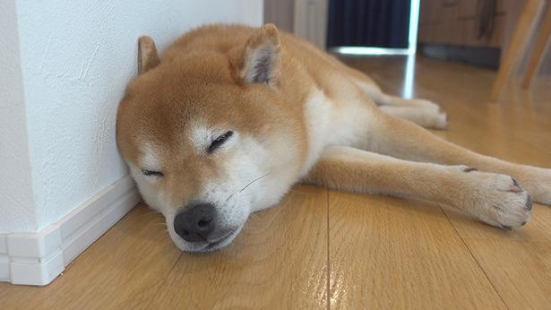 家に帰って、お昼寝するはちくん