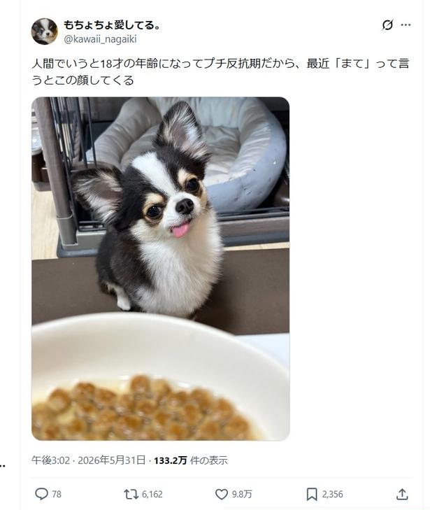 プチ反抗期のチワワ▶人間でいうと、18歳！？のもちょちょくん（⇒次へ）