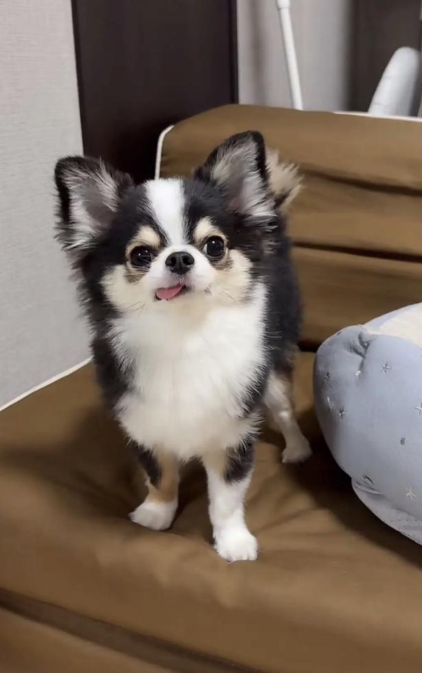 ちょこんとのぞく舌も可愛い♡▶ドッグランにお出かけ（⇒次へ）