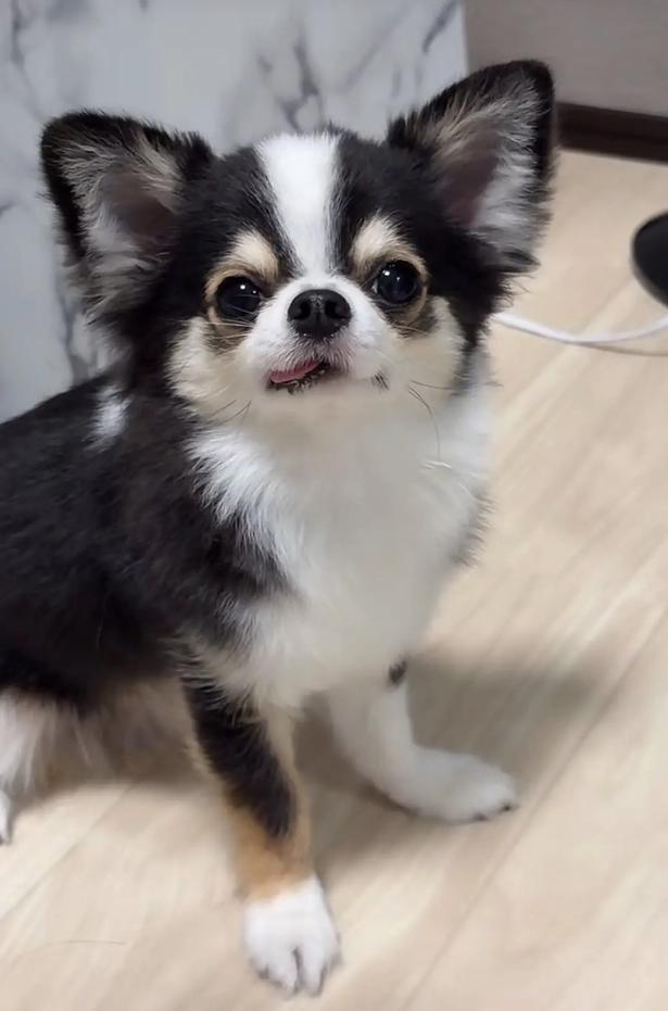 舌ぺろが可愛いチワワのもちょちょくん（⇒次へ）