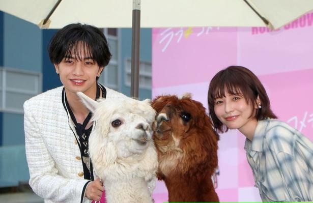 『ラブ≠コメディ』公開直前イベントに登壇した中島健人、長濱ねるがアルパカと対面！