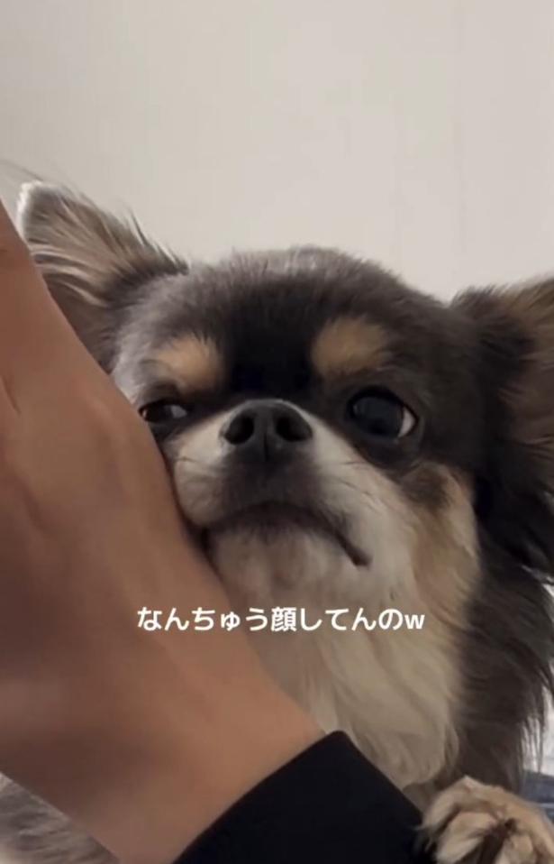 あざとすぎるチワワ（⇒次へ）