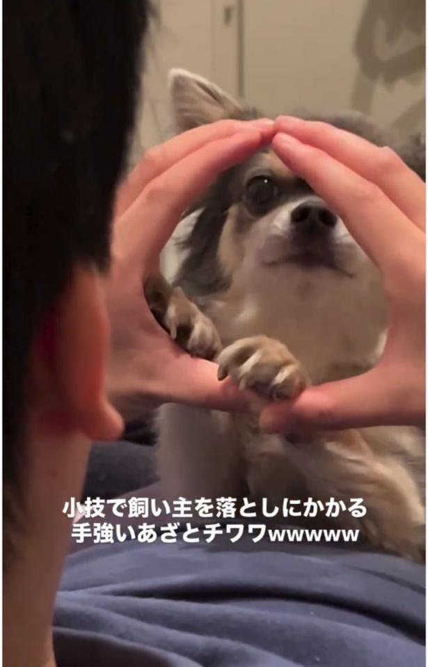 手で作った◯マークから顔を覗かせている▶前足にあご乗せしたあと…（⇒次へ）