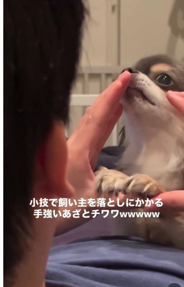 飼い主さんの指先をペロリ▶最後は…（⇒次へ）